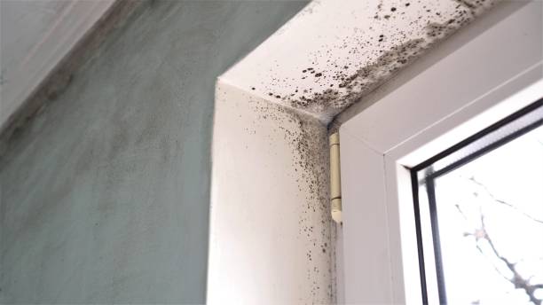 Best Mold Damage Repair  in Cudahy, CA