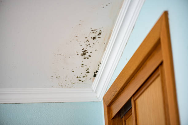 Best Mold Removal and Inspection  in Cudahy, CA