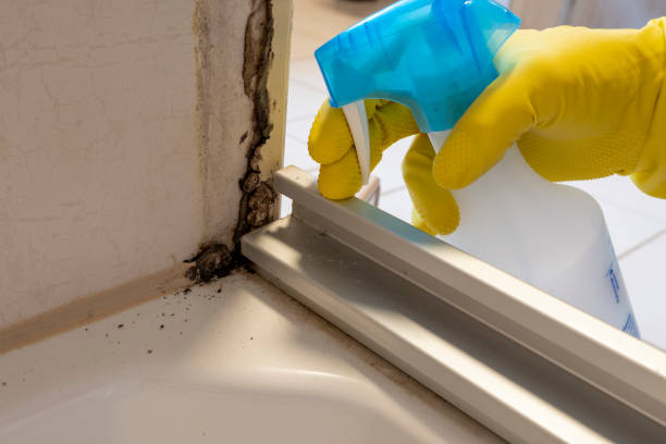 Best Black Mold Removal  in Cudahy, CA