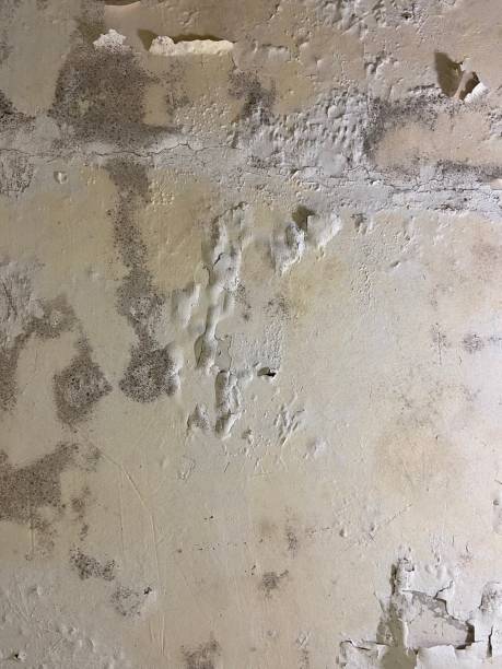 Best Office Mold Removal Services  in Cudahy, CA