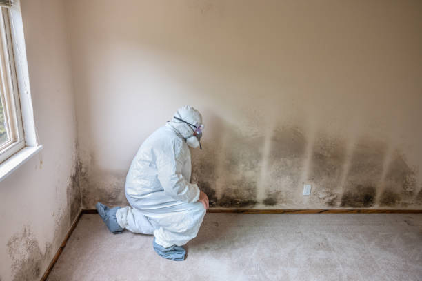Best Certified Mold Removal  in Cudahy, CA