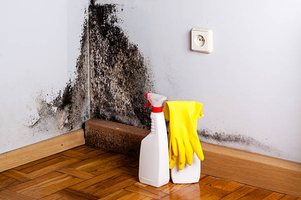 Mold Testing and Removal in Cudahy, CA