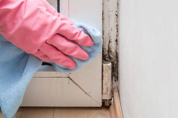Trusted Cudahy, CA Mold Removal Experts