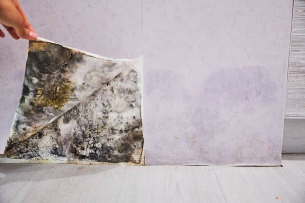 Best Commercial Mold Removal  in Cudahy, CA